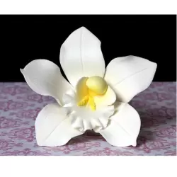 Cymbidium Orchid - White