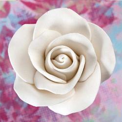 Tea Rose Medium - White