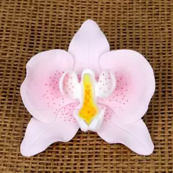 Phalaenopsis Orchid - Pink