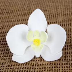 Phalaenopsis Orchid - White