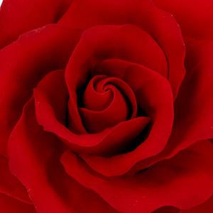 Extra Large Classic Garden Rose - Red 300