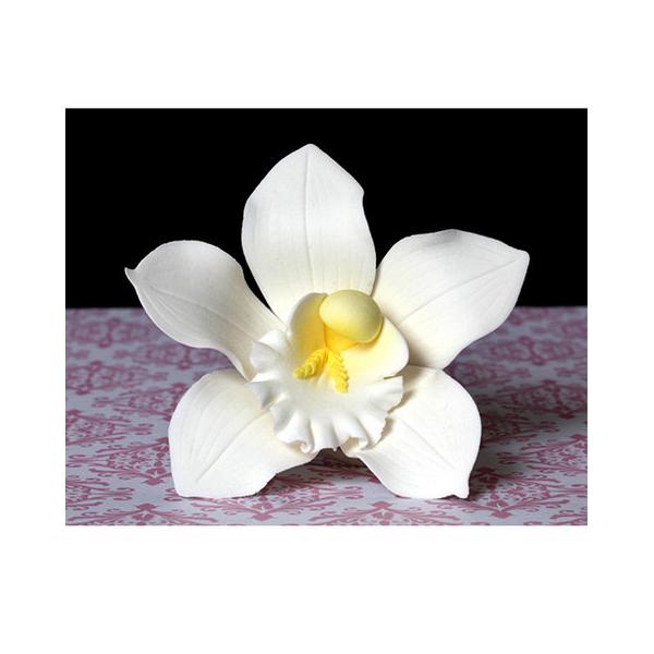 Cymbidium Orchid - White 600