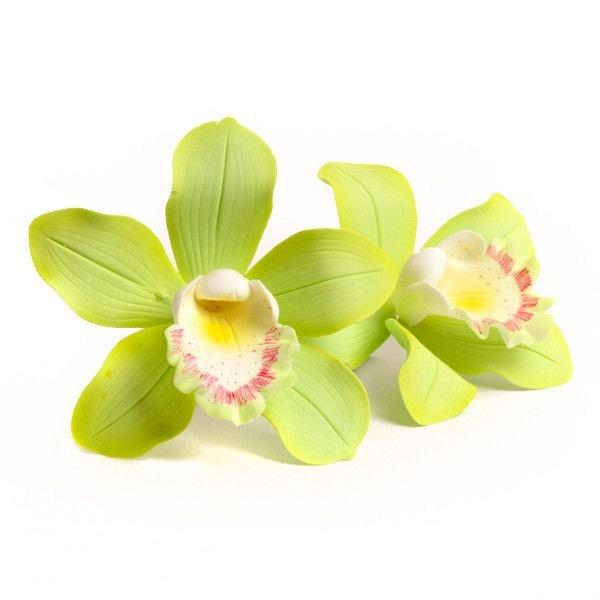 Cymbidium Orchid - Lime Green 600